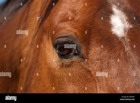 horse eyes photos|picture of quarter horse eye.